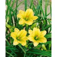 Hemerocallis X Cult. Green Flutter Taglilie Ca. 11x11 cm Topf