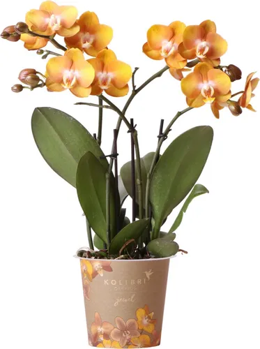 Produktbild Phalaenopsis Orchidee Jewel Las Vegas – Exotische Topfpflanze in Orange-Gold