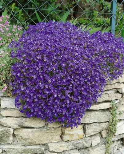 Produktbild Aubrieta x cultorum 'Cascade Blue' 9x9 cm Topf – Winterhart, Mehrjährig, Pflegeleicht – Blaukissen – Bodendecker für Steingarten & Beetkante