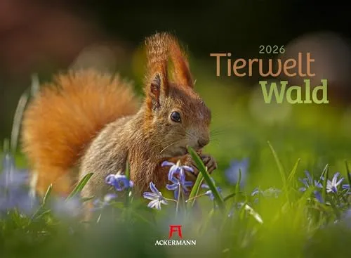 Tierwelt Wald Kalender 2026 | Bildstarker Tier-Kalender im Querformat - Freizeit, Haus & Garten - Genießen Sie beeindruckende Aufnahmen heimischer Wildtiere in ihrem natürlichen Lebensraum mit diesem großformatigen Kalender.