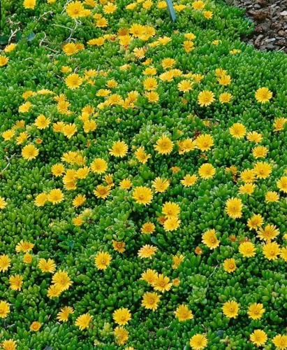 Delosperma nubigenum 9x9 cm Topf – Winterhart, Mehrjährig, Pflegeleicht – Mittagsblume – Bodendecker für Steingarten & Kiesbeet
