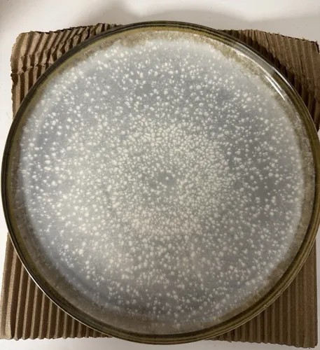 Moritz & Moritz BLOSSOM Geschirrset 18tlg - Komplett-Service aus hochwertigem Porzellan, spülmaschinenfest und mikrowellengeeignet. Perfekt für stilvolle Anlässe mit vintage floralem Design.