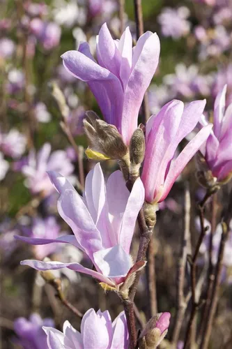 Purpur-Magnolie Magnolia liliiflora Susan – 1 St. - Schöne Purpur-Magnolie für sonnige, windgeschützte Standorte. Aufrecht und buschig wachsend, blüht von April bis Juni in einem attraktiven purpurrosanen Farbton.