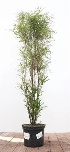 Rhamnus frangula 'Asplenifolia' 80-100 cm - Filigraner Faulbaum - Pflegeleichter und winterharter Faulbaum mit farnartigen Blättern. Ideal für Hecken und bienenfreundlich, bringt Eleganz in jeden Garten.