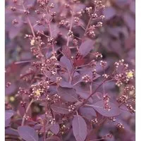 Perückenstrauch Royal Purple 25-30cm - Cotinus coggygria