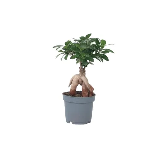 Plant in a Box - Ficus Ginseng Bonsai Baum - Zimmerpflanze 30-40cm - Bonsai Pflanze mit kräftigem Stamm und glänzendem Laub, ideal für Anfänger. Sorgfältig verpackt für sicheren Versand, Höhe 30-40cm im 12cm Topf.