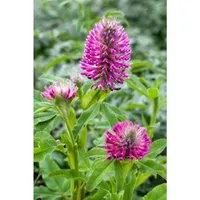 Trifolium Rubens Purpur-Klee Ca. 9x9 cm Topf