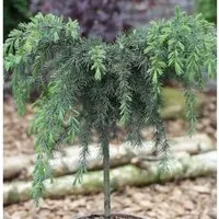 Hochstamm Himalaya Zeder Feelin Blue 40-60cm