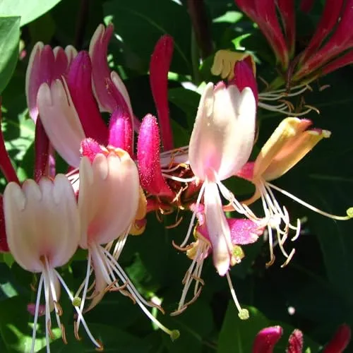 Geißblatt American Beauty heckrotta 2L Pflanze für Anfänger und professionelle Gärtner