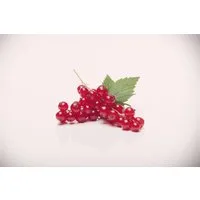 Pflanzen für Dich Rote Johannisbeere Rovada - Obstpflanzen mit ertragreichen, leuchtend roten Beeren und bienenfreundlichen Eigenschaften, ideal für ökologische Gärten und vielseitige Gestaltung.