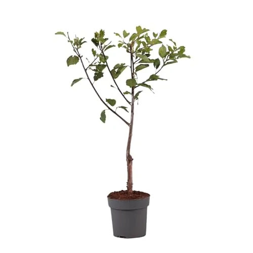 Plant in a Box - Prunus domestica 'Opal' - Köstlicher Pflaumenbaum - Obstbaum, selbstbestäubend und ertragreich, ideal für Gartenliebhaber, sorgfältig verpackt für sicheren Versand, Höhe 90-100 cm im Anzuchttopf 21 cm.