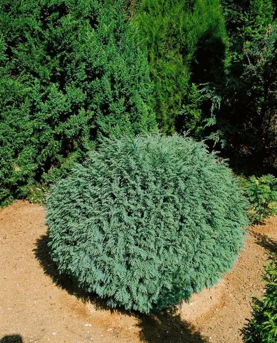 Pflanzen für Dich Konifere Chamaecyparis law. Rimpelaar, 1 St., Lawsons Scheinzypresse, Säulenzypresse, blaugrün, kompaktwüchsig