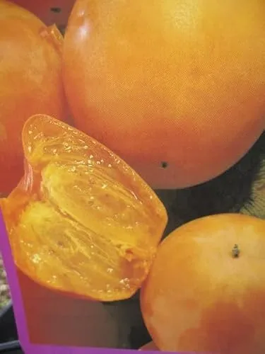 Kakibaum Vaniglia in gelb von Baumschule