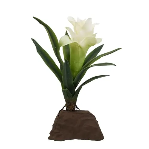 Lucky Reptile Bromelie klein weiß