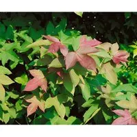 Formosaner Amberbaum - Liquidambar formosana Ellen - Pflanzensamen, ideal für sonnige, windgeschützte Standorte; wächst aufrecht und pyramidal, perfekt für Garten oder Landschaftsgestaltung.
