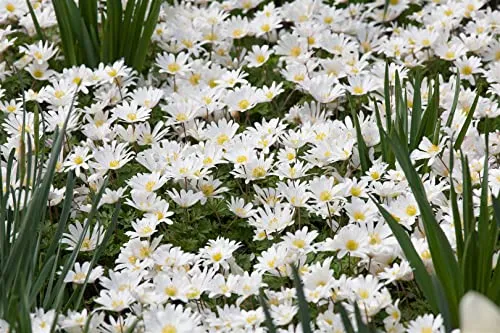 Produktbild Anemone blanda 'White Splendour' 9x9 cm Topf – Winterhart, Mehrjährig, Pflegeleicht – Balkan-Windröschen – Bodendecker für Steingarten & Beet