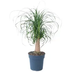 Plant in a Box - Beaucarnea recurvata - Elefantenfuß, Grüne Zimmerpflanze 60-70cm - Garten-Zubehör: Auffällige Zimmerpflanze mit schmalen Blättern, sicher verpackt und ideal für jedes Zuhause.