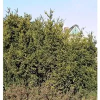 Produktbild Eibe Hillii 50-60cm - Taxus media