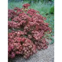 Acer palmatum 'Pixie' - Zwerg-Fächerahorn - Ziergehölze: Kompakter Strauch mit intensiver roter Blattfärbung, ideal für kleine Gärten oder Terrassen, bienenfreundlich und pflegeleicht.