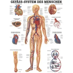 Gefäßsystem Mini-Poster Anatomie 34x24 cm von Sport-Tec