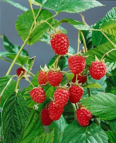 Pflanzen für Dich Obstpflanze Rubus idaeus Heritage, 1 St., Himbeere, Gartenhimbeere, herbsttragend, dornenarm