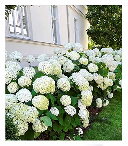 BALDUR Garten Schneeball-Hortensie Annabelle;1 Pflanze, Gartenhortensie winterhart Hydrangea arborescens, pflegeleicht, blühend, großblumige Freiland-Hortensie