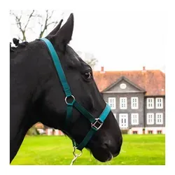Pferdelinis Halfter Pferde Halfter Full, Cob, Kaltblut, Pony, verstellbare Dornschnallen, zweifach verstellbar grün Warmblut
