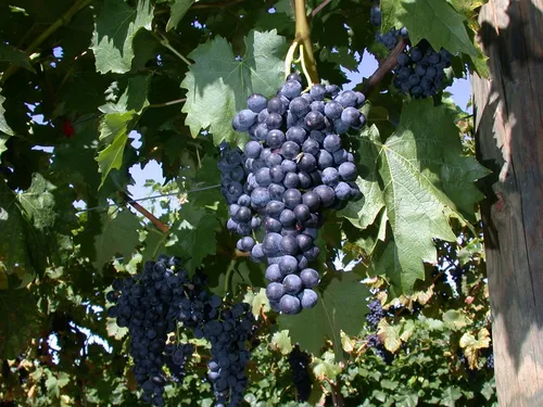 Pflanzen für Dich Vitis vinifera Regent - Robuste Weinrebe - Obstpflanze mit pilzresistenten, aromatischen Trauben, ideal für den Garten oder Terrasse. Perfekt für Spaliere und sorgt für Sichtschutz im Herbst.