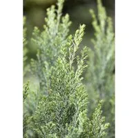 Produktbild Chamaecyparis Lawsoniana Ellwoodii Blaue Säulenzypresse 15–20 cm