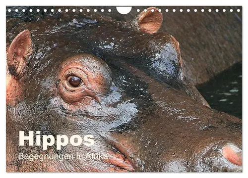 Michael Herzog | Hippos - Begegnungen in Afrika (Wandkalender 2026 DIN A4...