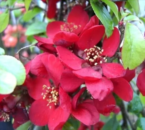 Chaenomeles Crimson and Gold - Japanische Quitte Crimson and Gold 40-60 cm