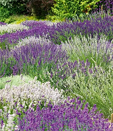 BALDUR Garten 6er Lavendel-Mix 'Weiß & Blau', Pflanzen im 9x9 cm-Topf, blau-weißes Blütenmeer, duftende Blüten, pflegeleicht, trockenheitsresistent, winterhart & mehrjährig, lange blühend