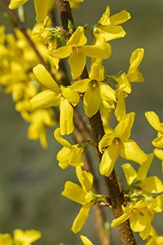 Forsythia × intermedia 'Lynwood Gold' 40–60 cm – Winterhart, Mehrjährig, Pflegeleicht – Goldglöckchen – Heckenpflanze für Garten & Sichtschutz