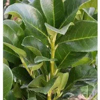 Produktbild Kirschlorbeer Piranha 30-40cm - Prunus,aurocerasus