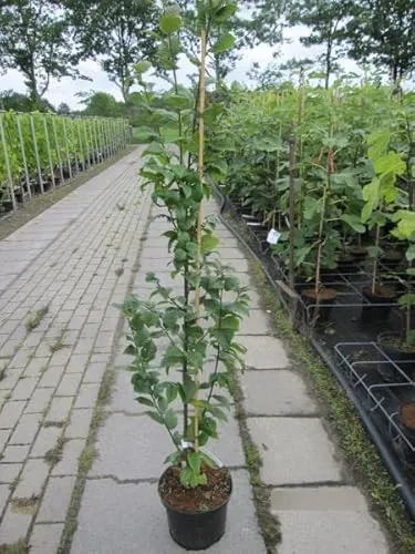 Carpinus betulus Lucas