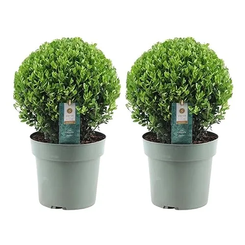 Plants by Frank | Echte Stechpalme Kugel XL | 2x Ilex crenata 'Jenny' kugel XL | set von 2 Stück | 25 cm Ø durchmesser | Buchsbaum ersatz | Ilex | Gartenpflanzen | Buchsbaum | Pflanzen