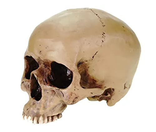 Anatomie Schädel Replik von Markus Mayer - Detailgetreue Replik eines menschlichen Schädels, handbemalt aus hochwertigem Polyresin. Ideal für Kunstliebhaber und als dekoratives Element in jedem Raum. Maße: ca. 14 x 19 x 13 cm.