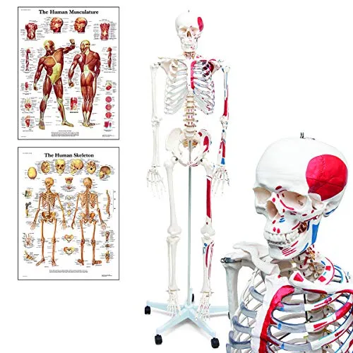 Elementary Anatomy Muskelskelett – Lebensgroßes Menschliches Skelett | Muskelursprünge & Ansätze | Standfuß & Anatomie-Poster | Robustes PVC