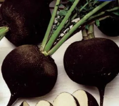 Stk - 30x Winterrettich, runder schwarzer-Rettich Samen Gemüse Garten KS417 - Seeds & Plants Shop by Ipsa