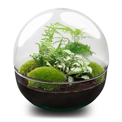 urbanjngl.com - Dome XL - Zweiteiliges rundes Glas Flaschengarten - DIY Terrarium mit Pflanzen im Glas - Ø 28 cm ↑ 28 cm