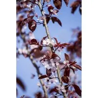 Prunus cerasifera 'Nigra' - Blutpflaume mit dunkelroten Blüten - Obstsamen & -pflanzen, pflegeleicht und winterhart, ideal für sonnige Standorte und zieht Bienen sowie Schmetterlinge an.