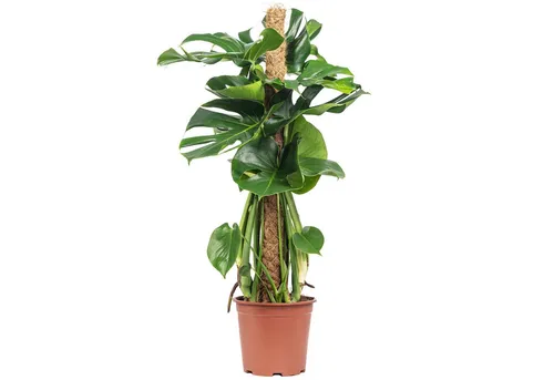 Flowerbox Monstera deliciosa in grün von Flowerbox