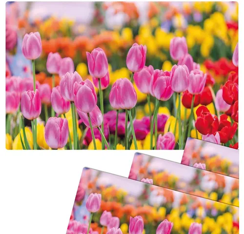 matches21 HOME & HOBBY Platzset Abwaschbare Tischsets 4er Set Sommer Tulpen Blumen pink, (4-St), Platzsets als Tisch-Untersetzer und Tisch-Deko für Esstisch Teller