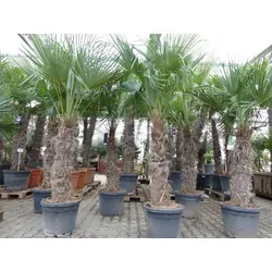 XXXXL Trachycarpus fortunei Hanfpalme 210 - 230 cm - Bäume, Sträucher & Hecken – winterharte Palme bis -18°C, ideal für Gärten oder Terrassen, robuste Stämme in erstklassiger Qualität.