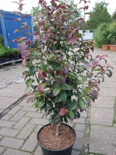 Parrotia persica Persian Spire von Baumschule