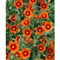 Helianthemum X Cult. Bronzeteppich Sonnenröschen Bronzefarben Ca. 9x9 cm To