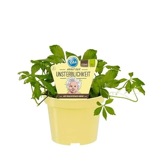 Exotenherz Kraut der Unsterblichkeit - Gynostemma pentaphyllum im 12cm Topf - Pflegeleichte Kräuterpflanze für den Garten oder Balkon, winterhart und ideal für sonnige bis halbschattige Standorte. Bringt exotisches Flair und bereichert Ihr Zuhause.