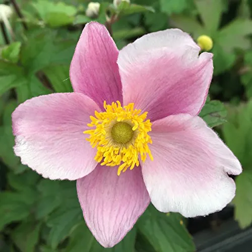 Blumixx Stauden Anemone hupehensis 'September Charme' - Herbstanemone, im 0,5 Liter Topf, hell violettrosa blühend