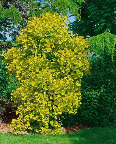 Cotinus Coggygria Golden Spirit – Goldgelber Perückenstrauch (100–125 cm)