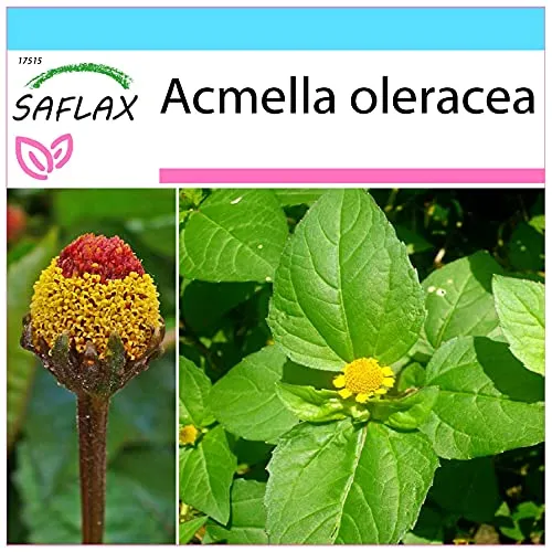 SAFLAX - Geschenk Set - Kräuter - Parakresse - 500 Samen - Mit Geschenk- / Versandbox, Versandaufkleber, Geschenkkarte und Anzuchtsubstrat - Acmella oleracea